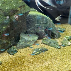 ネオンテトラ 16〜18匹（2〜3cm）本日中・先着の画像