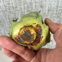 アガベ　チタノタ　コンパクターの画像