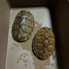 ニオイガメ・ドロガメ好きなメンバー募集しています - その他