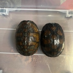 ニオイガメ・ドロガメ好きなメンバー募集しています − 山口県