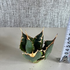 アガベ　ナンバー1錦　斑入りの画像