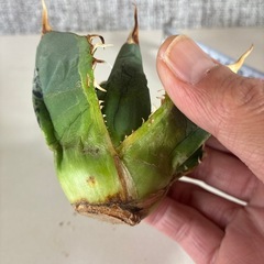 アガベ　ナンバー1錦　斑入りの画像