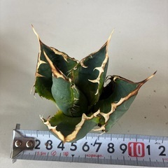 アガベ　ナンバー1錦　斑入りの画像