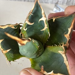 アガベ　ナンバー1錦　斑入りの画像