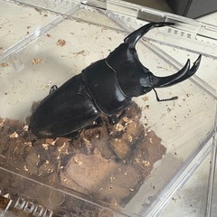 オオクワガタ能勢YG血統新成虫80㎜ペアおまけ♂1匹の画像