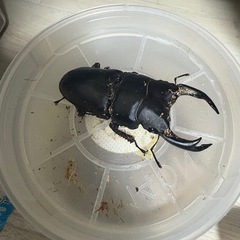 オオクワガタ能勢YG血統新成虫80㎜ペアおまけ♂1匹の画像