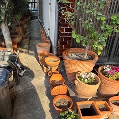 2026年1/2まで　【テラコッタ鉢多数】1つ〜の画像