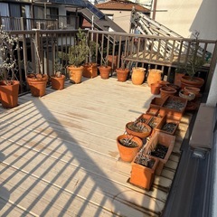 2026年1/2まで　【テラコッタ鉢多数】1つ〜の画像