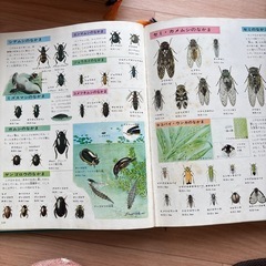 新訂 学習カラー百科 の画像