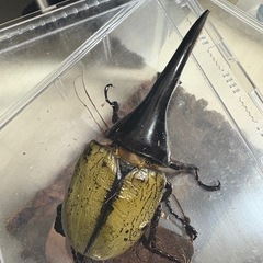 ヘラクレスオオカブト成虫ペアの画像