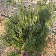 破格ローズマリー　特特大大　びっくりサイズの画像