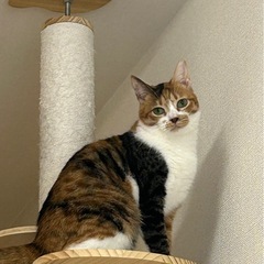 シャーシャー猫さん♪でも実はとても遊び好きなぬいぐるみみたいな女の子♪