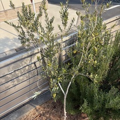 オリーブの木　単木の画像