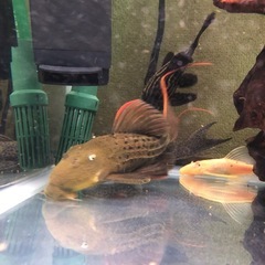 スーパースカーレットトリム　プレコ　熱帯魚　アクアリウム　水槽　の画像