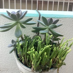 多肉植物
の画像