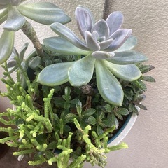 多肉植物
の画像