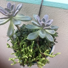 多肉植物
の画像