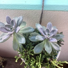 多肉植物
の画像