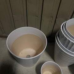 植木鉢　陶器　胡蝶蘭を入れていましたの画像