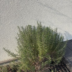 破格　ローズマリー　特大大　びっくりサイズの画像