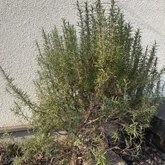 破格　ローズマリー　特大大　びっくりサイズの画像