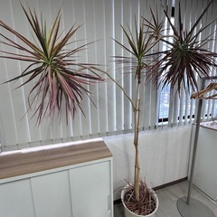 観葉植物2点の画像