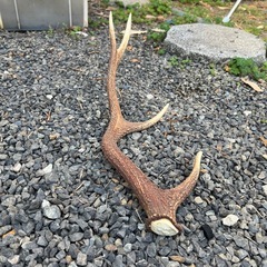 鹿の角の画像