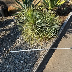 ユッカ  ロストラータの画像