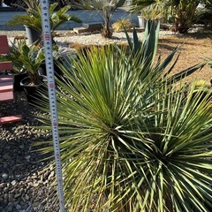 ユッカ  ロストラータの画像