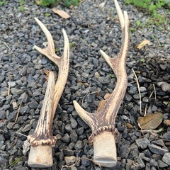 鹿の角　2本セットの画像