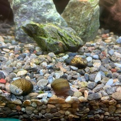 石巻貝5匹の画像