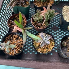 多肉植物の画像