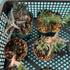 多肉植物の画像
