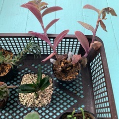 多肉植物の画像