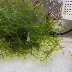 チェリーシュリンプ、ミナミヌマエビの画像