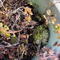 多肉植物 セダム ガーデニング 植物の画像