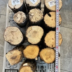 【菌糸プレス機付】昆虫飼育セット！ケース、産卵材、菌糸ボトルの画像