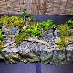 900水槽用水の流れる滝テラリウムレイアウトの画像