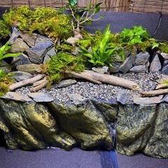 900水槽用水の流れる滝テラリウムレイアウトの画像