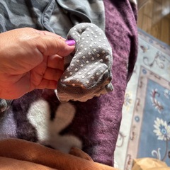 赤ちゃん豚の画像