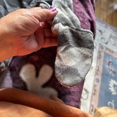 赤ちゃん豚の画像