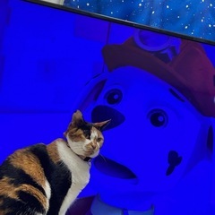 LG   55型テレビ　ジャンクの画像