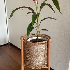 フラワースタンド　バンブー　観葉植物　　　の画像