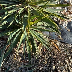 グロリオサ散り斑の画像