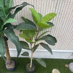 フェイクグリーンの画像