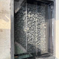 紅白ヒレ長メダカ稚魚3匹&飼育セットの画像