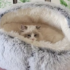 ふわふわの猫用ベッド グレー　60センチの画像
