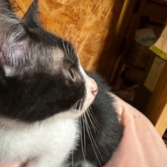 子猫、もらって、ください。