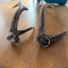 天然鹿の角2個の画像