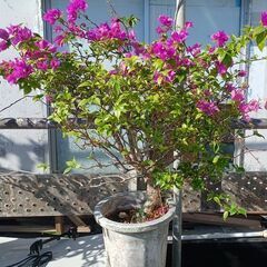 ブーゲンビリアの画像